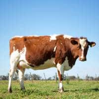 A Brown And White Cow Standing In A Field.