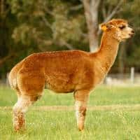 A Brown Alpaca Standing In A Field.