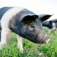 A Group Of Pigs Standing In A Field