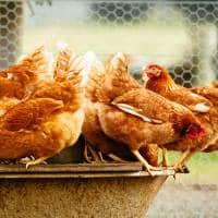 A Group Of Chickens Standing In A Bucket.