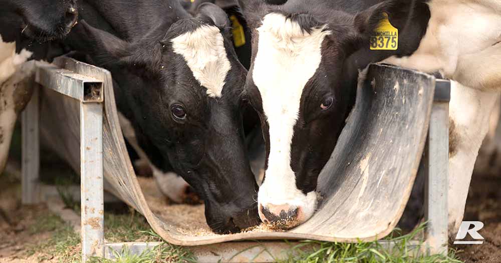 Two Cows Eating From A Tube