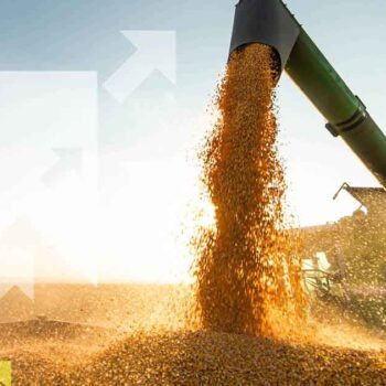 A Grain Pouring From A Machine Into A Pile Of Corn.