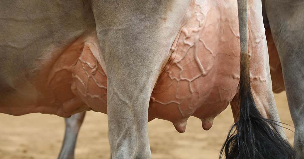 A Close-Up Of A Cow'S Udder.