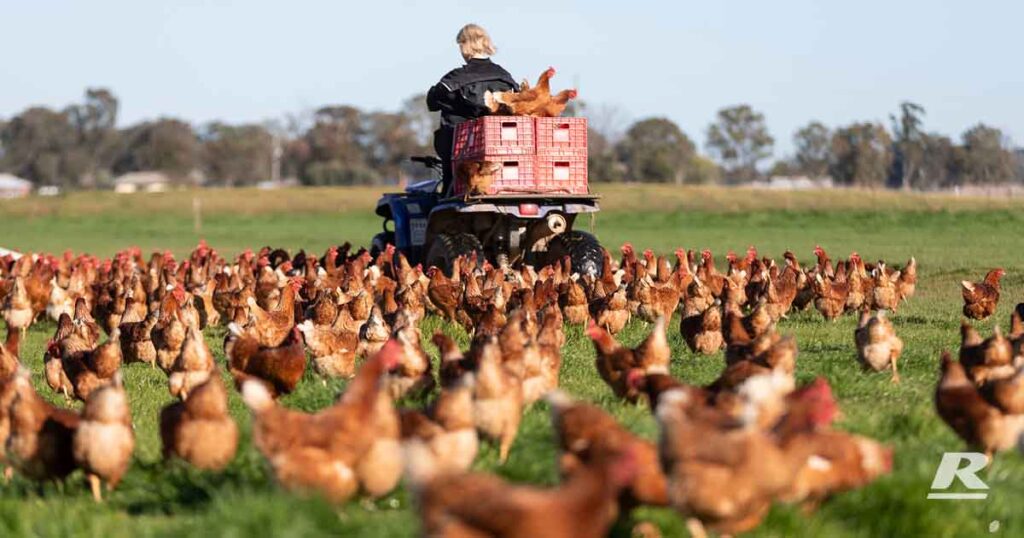 Pullet Feeding Is Critical For Laying Hens