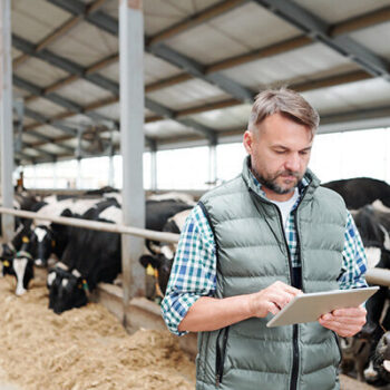 Dairy farmer using tablet in cow shed
