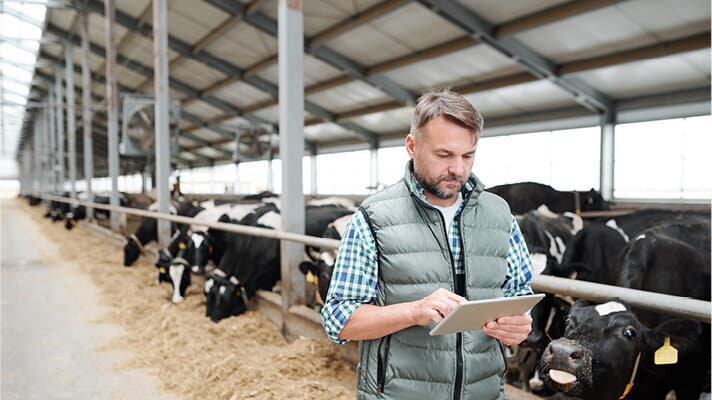 Dairy farmer using tablet in cow shed