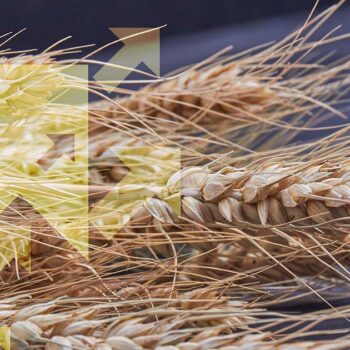COMMODITY UPDATE: Dry, tariffs drive grain rates
