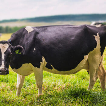 Transition Nutrition & Fertility in the High-Producing Dairy Cow