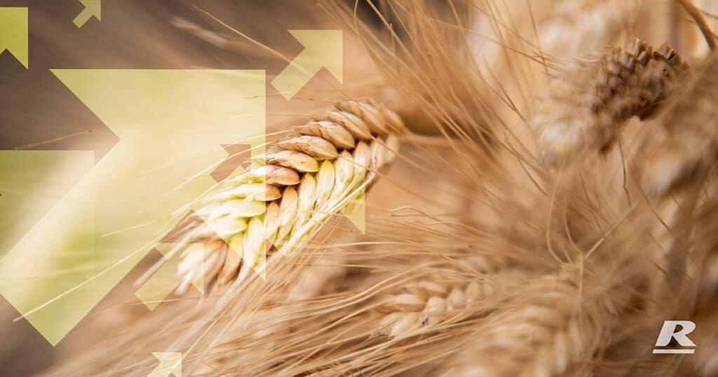 Close-Up of Wheat Grains
