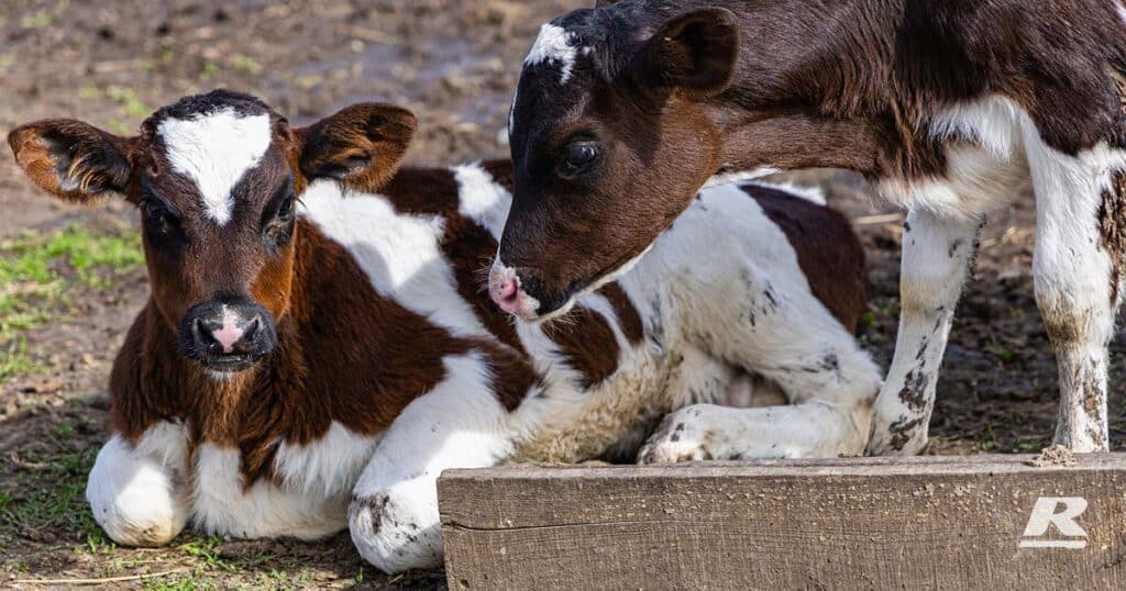 Two Young Calves Resting