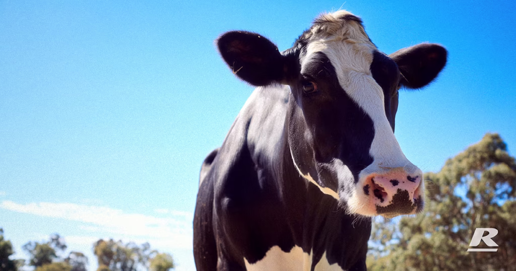 Dairy Cow Transition